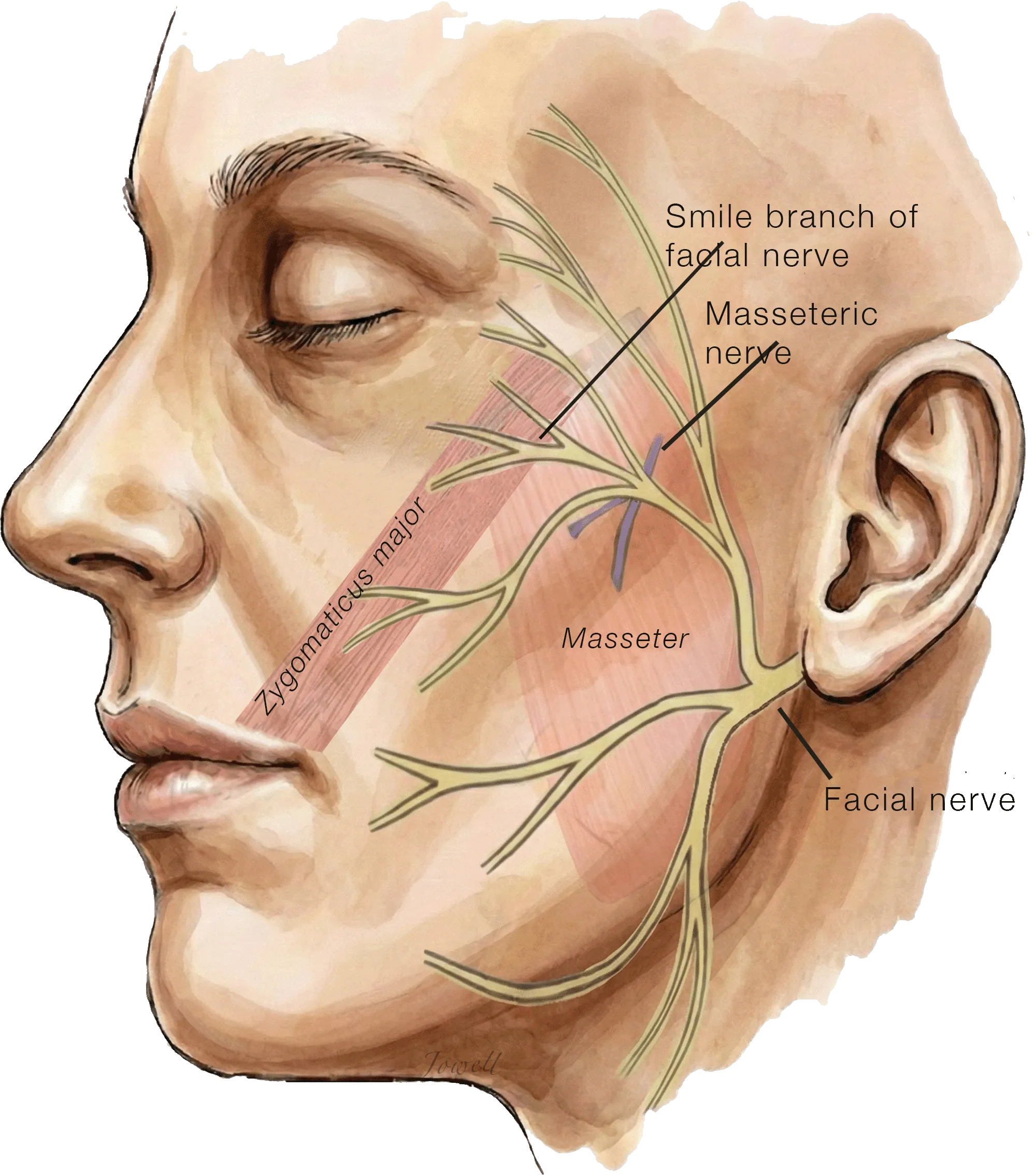 Masseteric Nerve Anatomy
