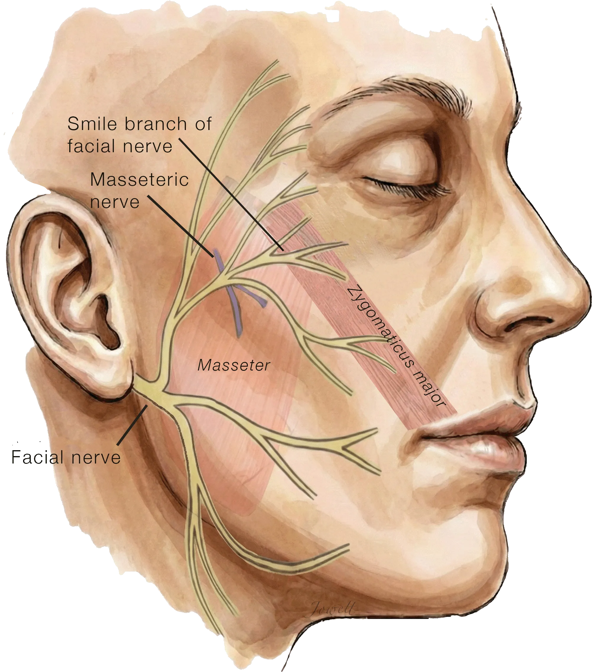 Cross-Facial Nerve Grafting 'Donor' Nerves