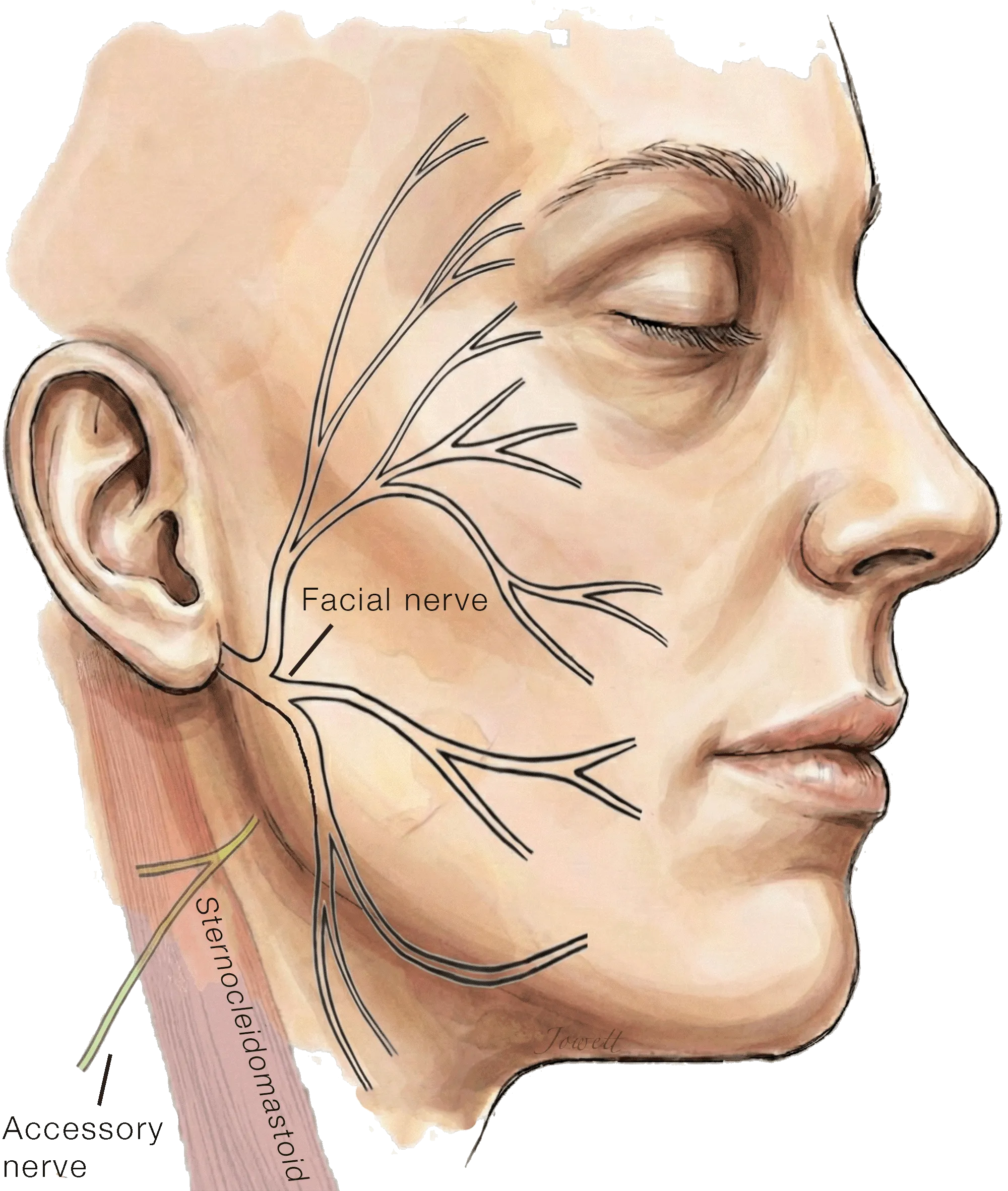 Spinal Accessory Nerve Anatomy