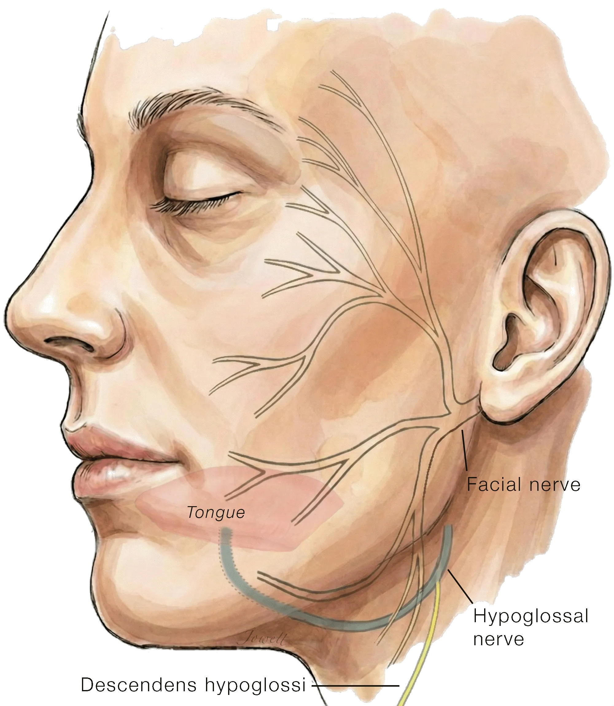 Donor Options for Nerve Transfer in Facial Reanimation