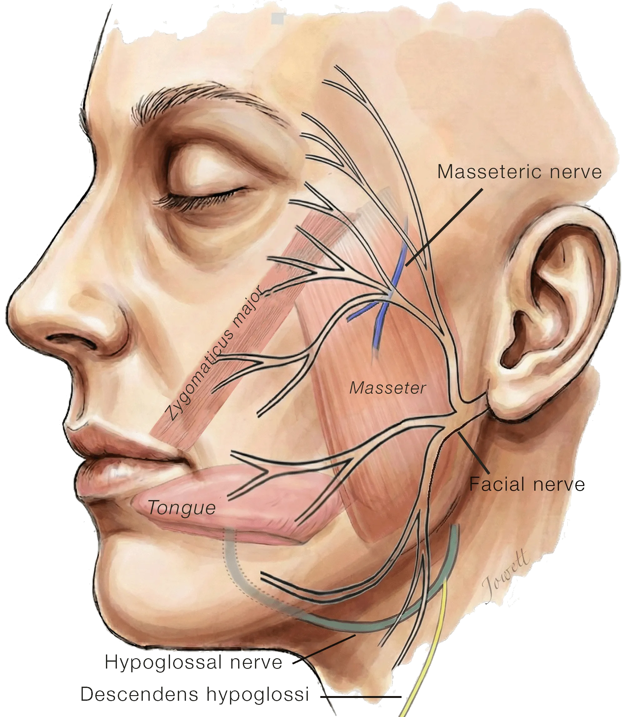 Donor Options for Nerve Transfer in Facial Reanimation